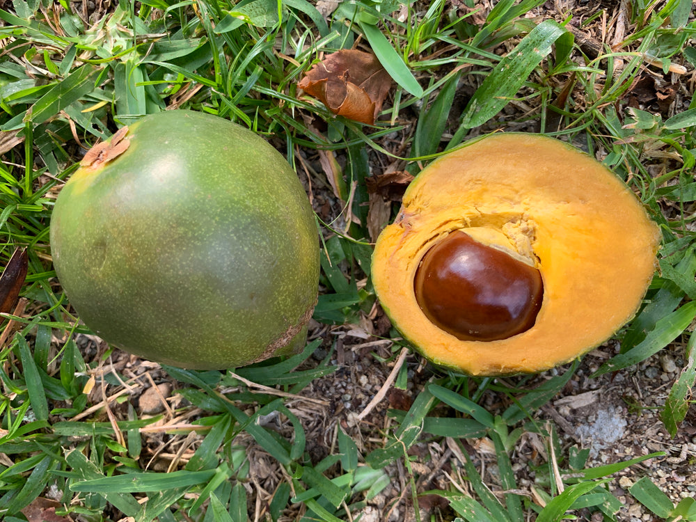 The many health benefits of the super-nutritious lucuma fruit
