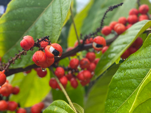Guarana: The Exotic Caffeine Boost