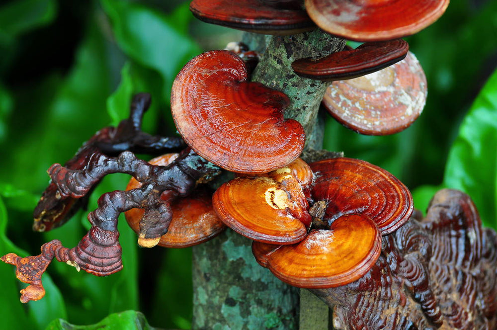 Reishi Mushroom: 4 Health Benefits of this Medicinal Mushroom
