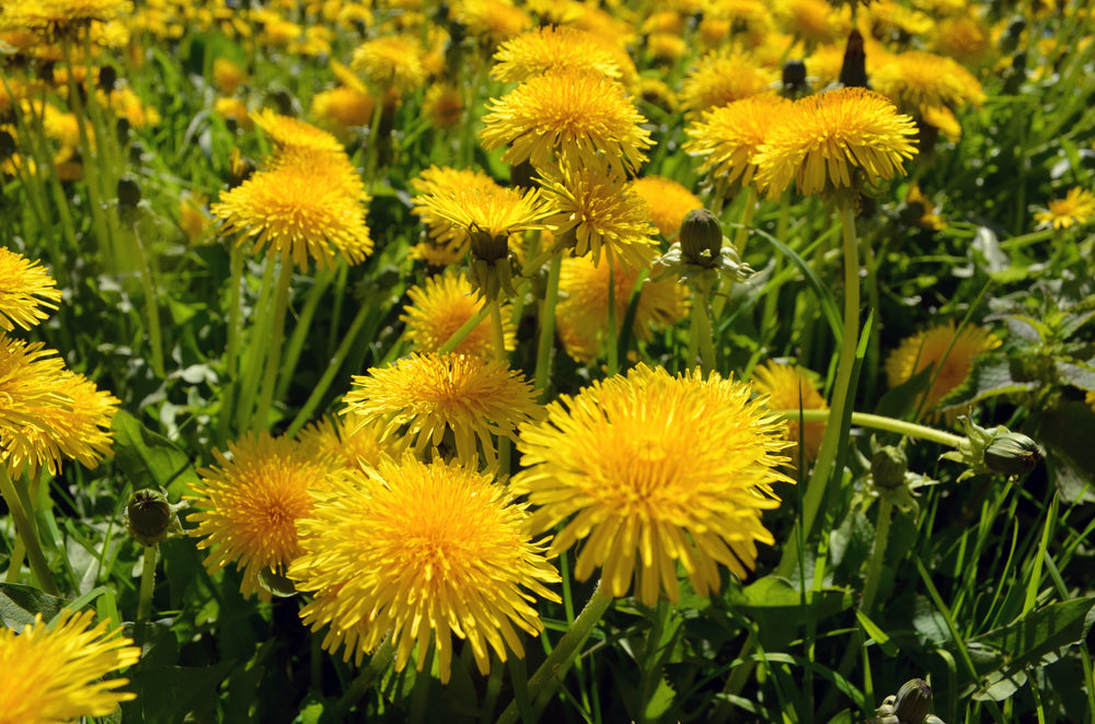 From Wild Weed to Superfood: Top 5 Health Benefits of the Dandelion